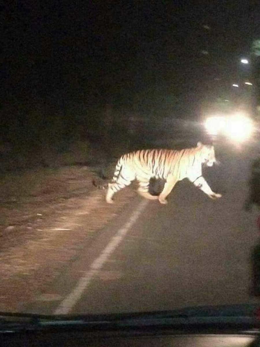 False post of tiger crossing highway near Madhugiri, goes viral on social networks