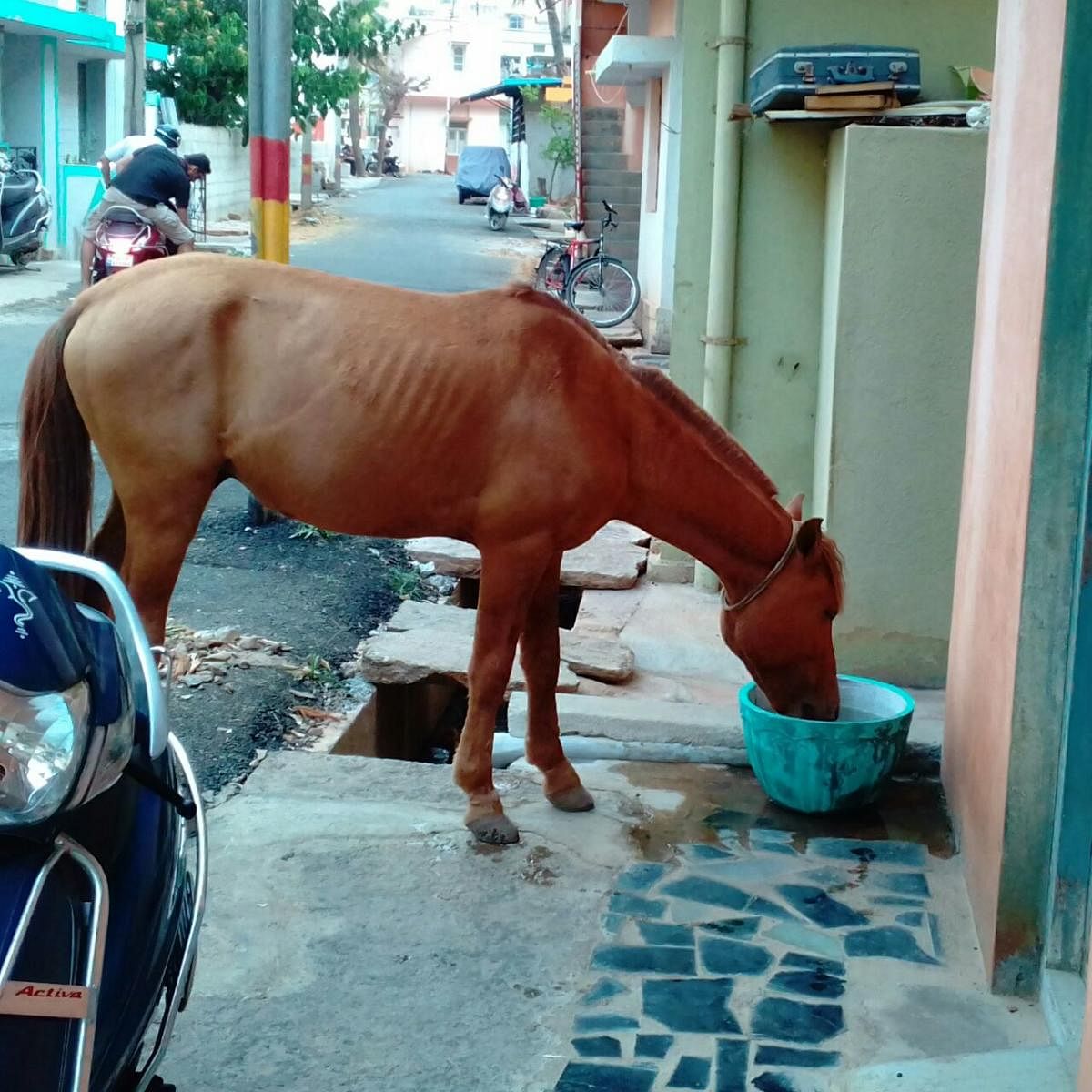 A horse quenches its thirst from a trough placed as part of the Water Bowl Initiative
