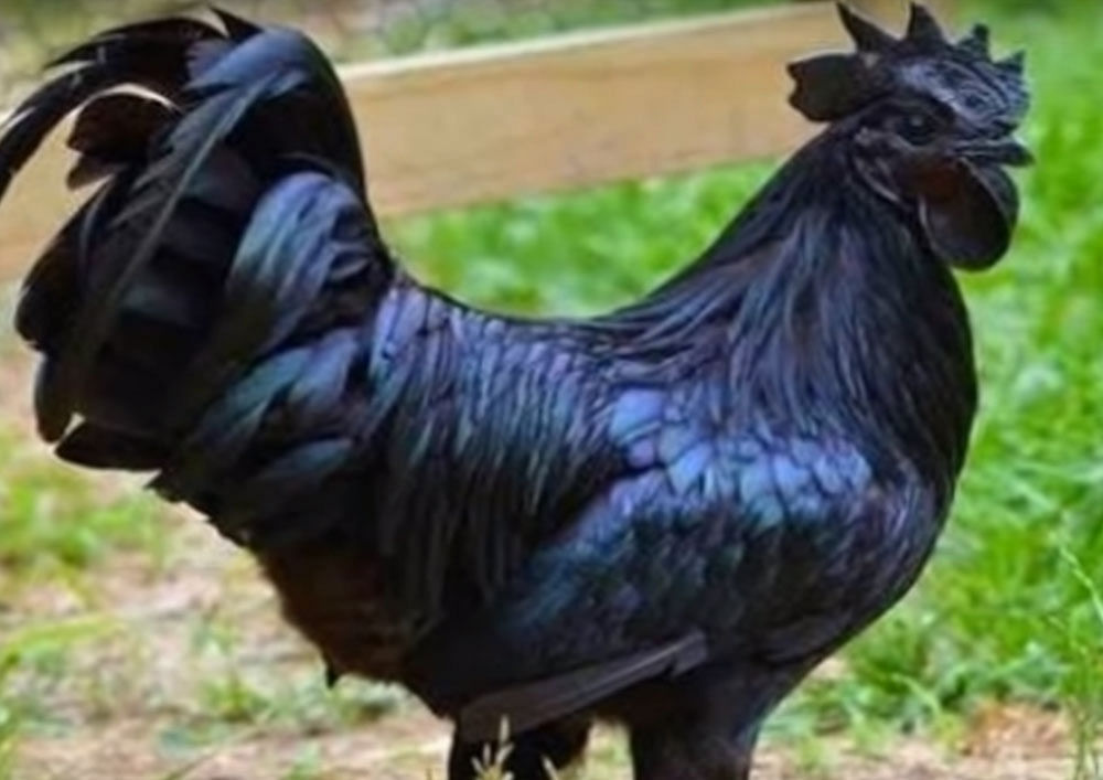 The Kadaknath chicken. YouTube screenshot.