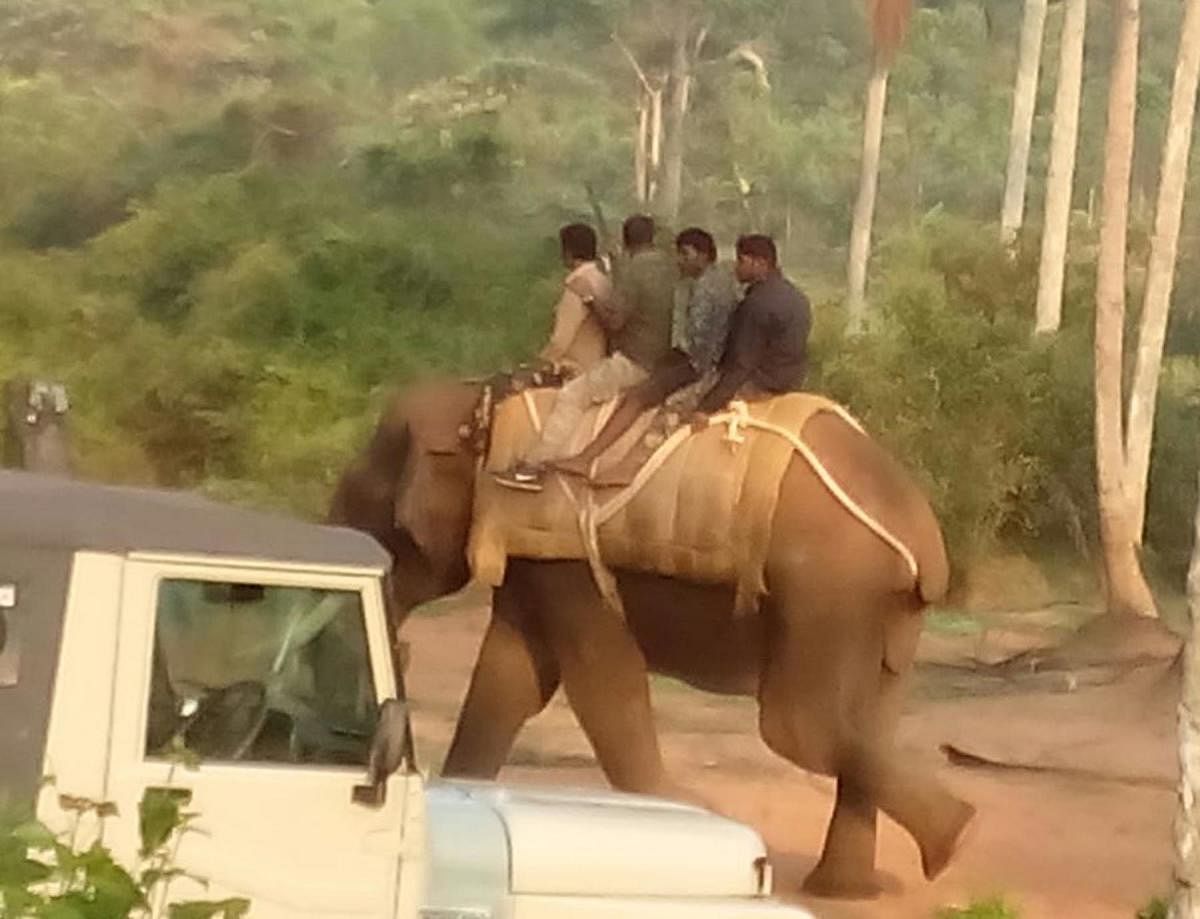 Forest Department officials along with tamed elephant Krishna.