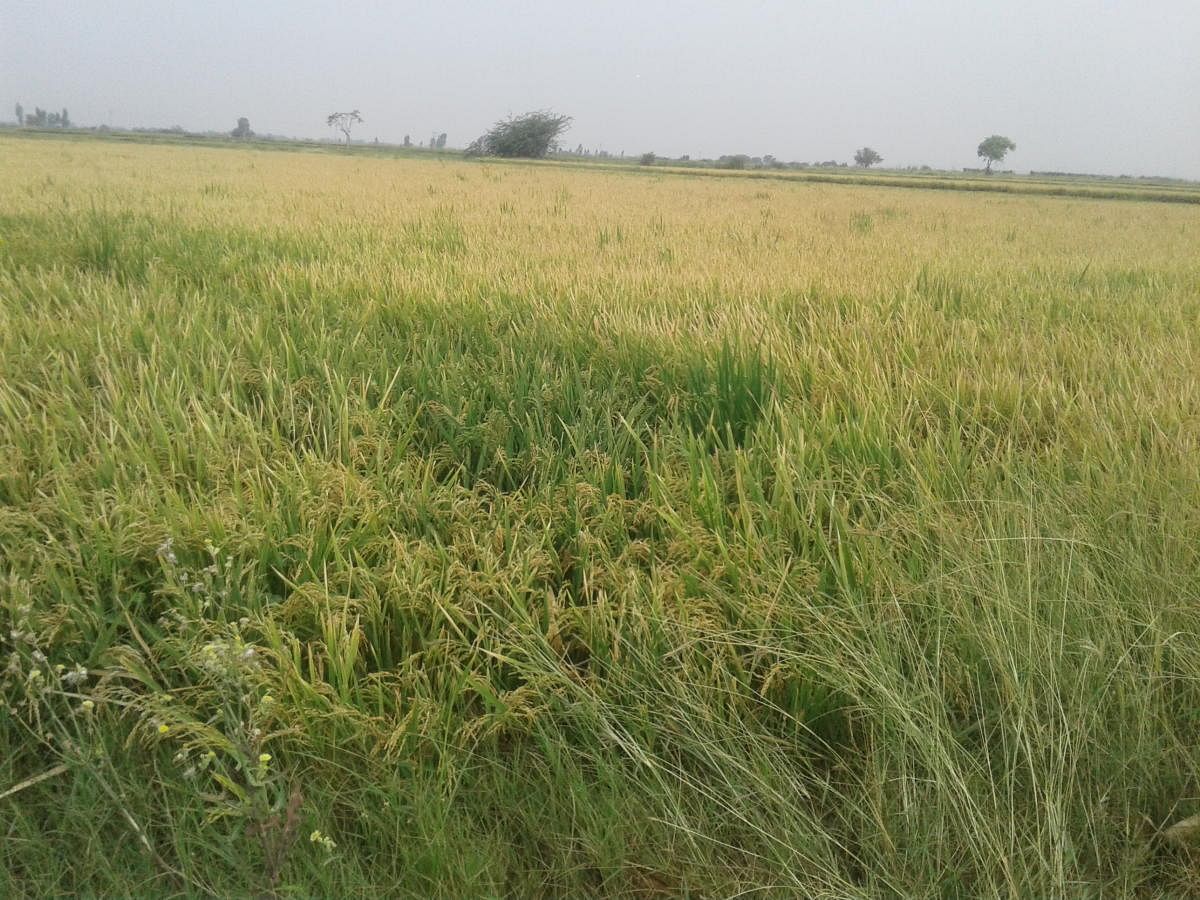 A rain-affected field.