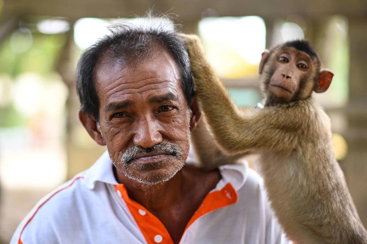A macaque picks Wan Ibrahim Wan Mat's hair at Melor in Malaysia. AFP
