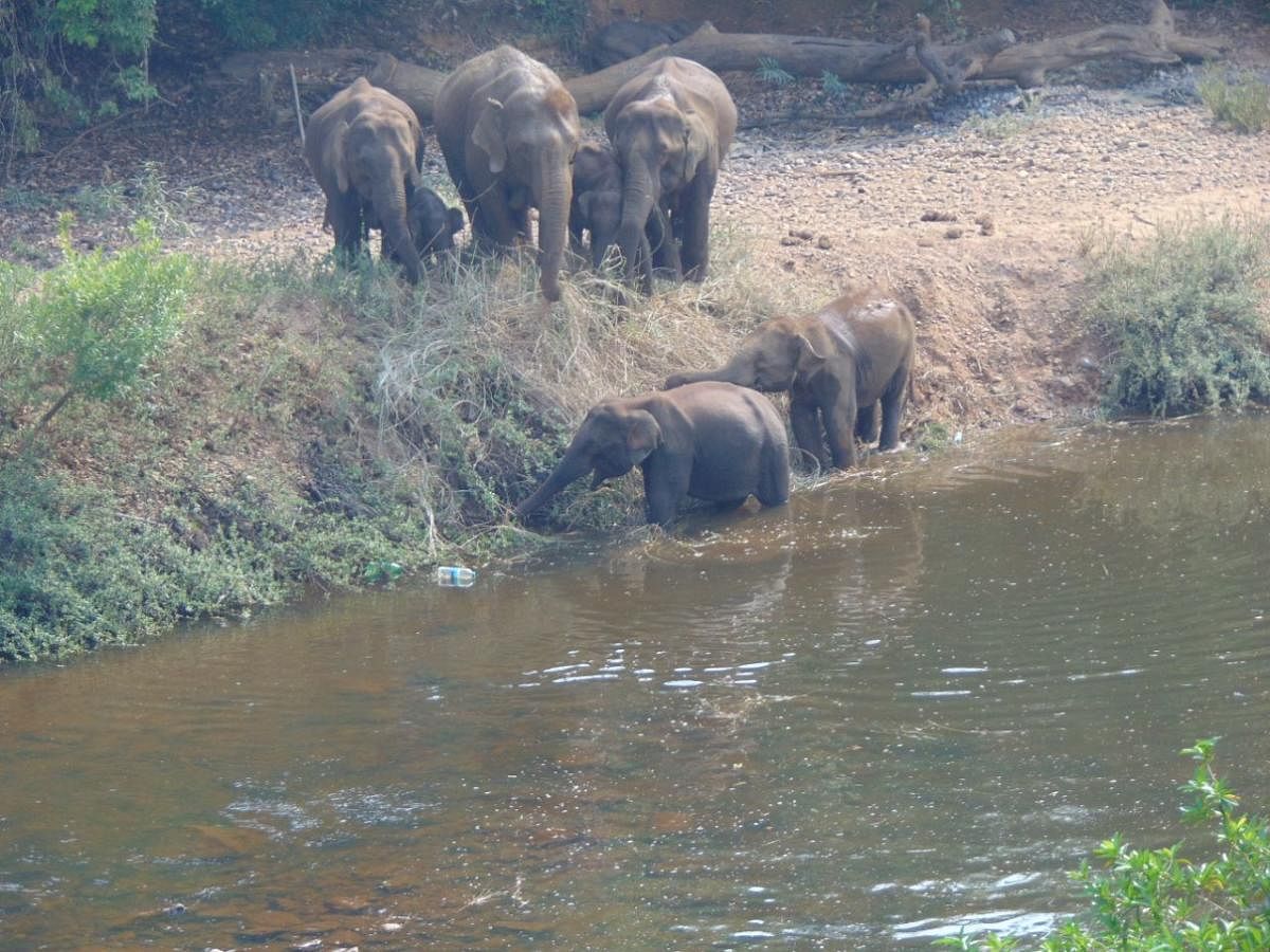 A herd of elephants on the banks of river Payaswini at Basmadka.