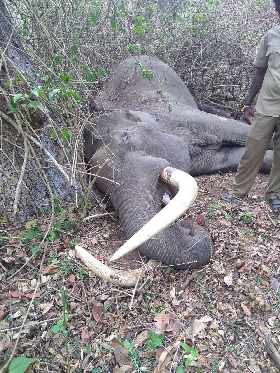 The carcass of a male elephant that died in a fight at Mathigodu range, Nagarahole National Park limits on Monday. dh photo