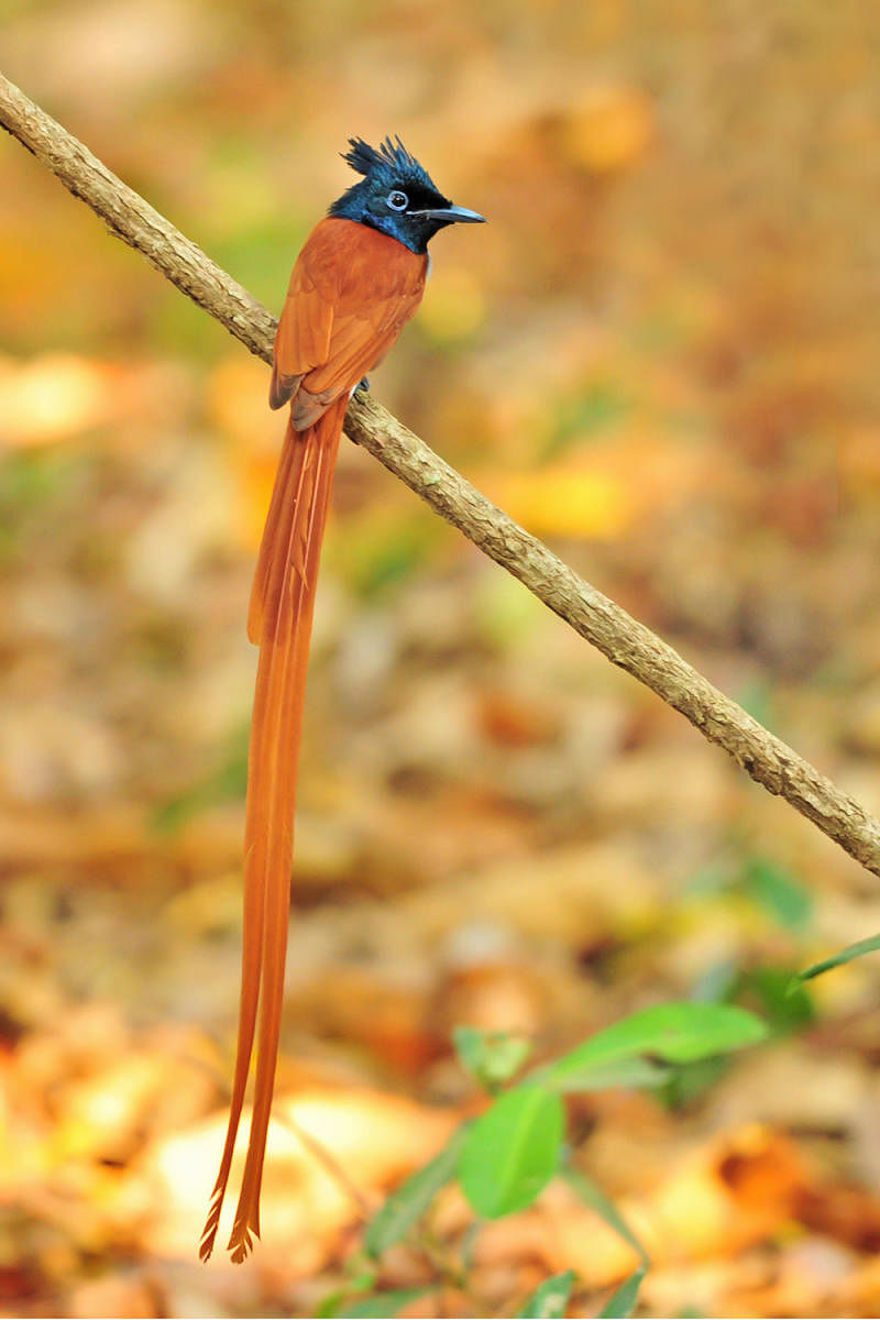 Indian Paradise Flycatcher, Spotted Owlet and Sri Lankan Frogmouth.