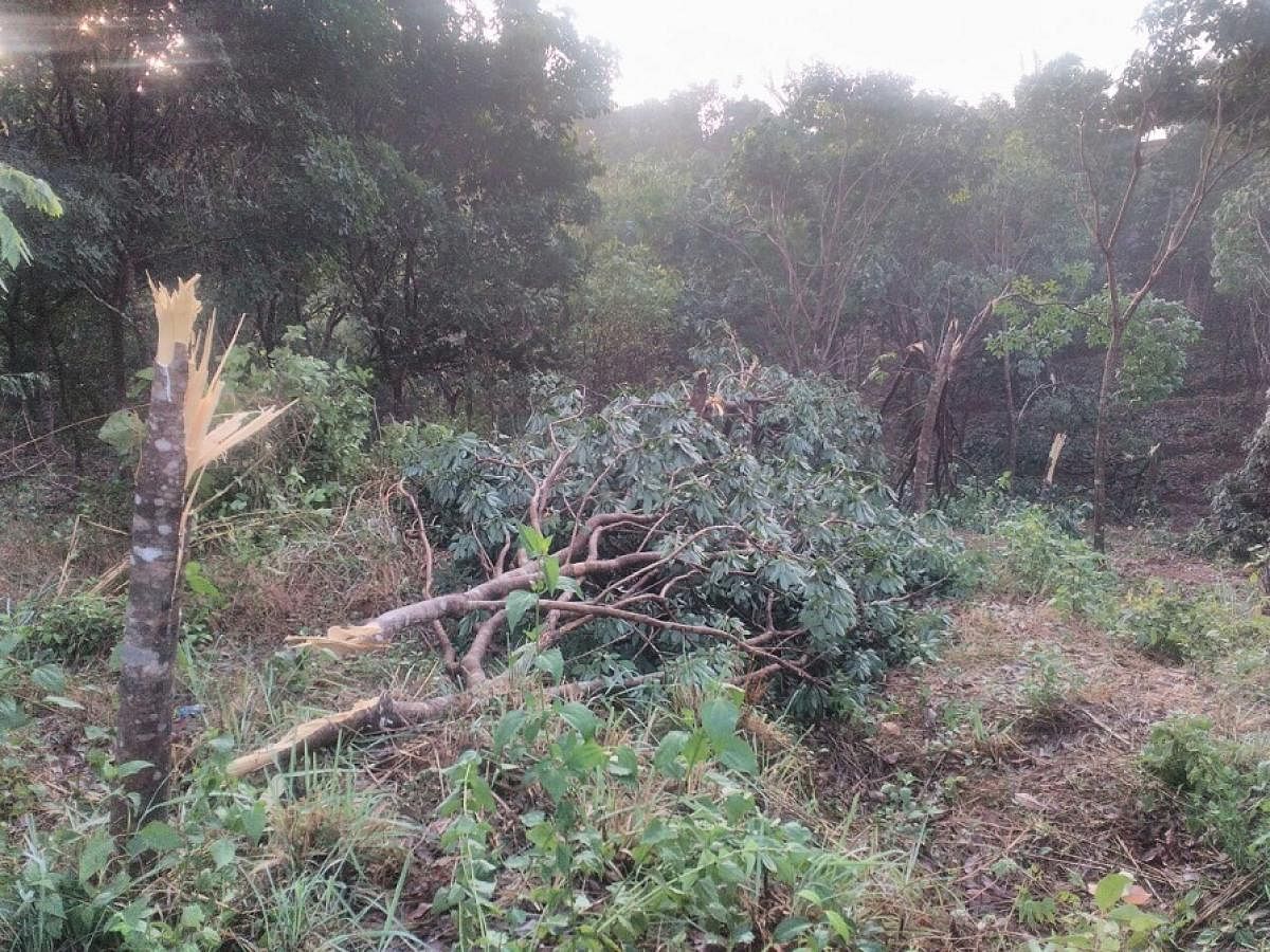 Rubber trees fell following gusty wind at Kunthoor in Kadaba on Tuesday evening.