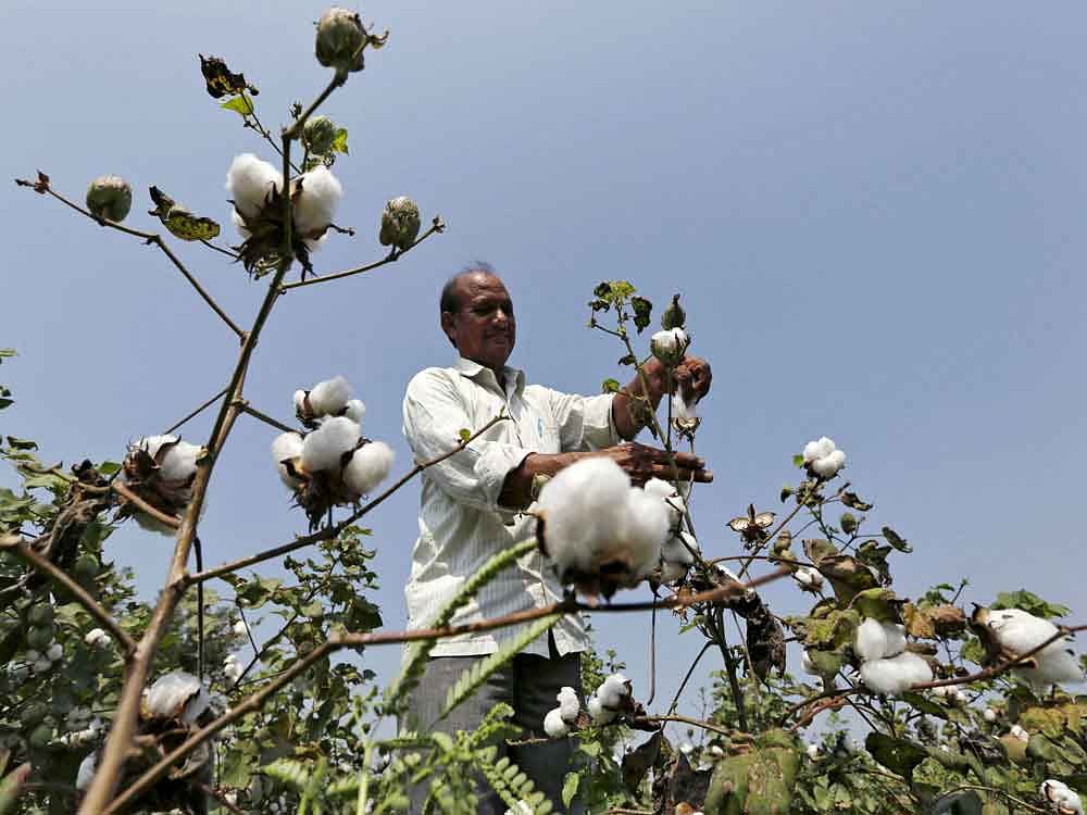 With over 122 lakh hectare acreage under cotton, India has by far the largest acreage under cotton in the world. Reuters file photo for representation.