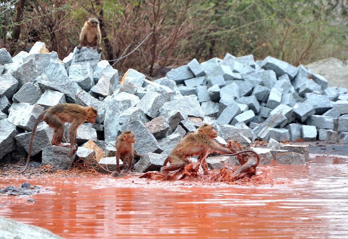 Monkeys cool off in rainwater at Vyasanakere in Hosapete taluk, Ballari district on Sunday. dh photo