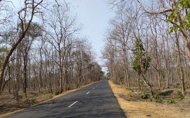 The jungles of Gadchiroli district in Maharashtra close to last Sunday's encounter site. DH photo