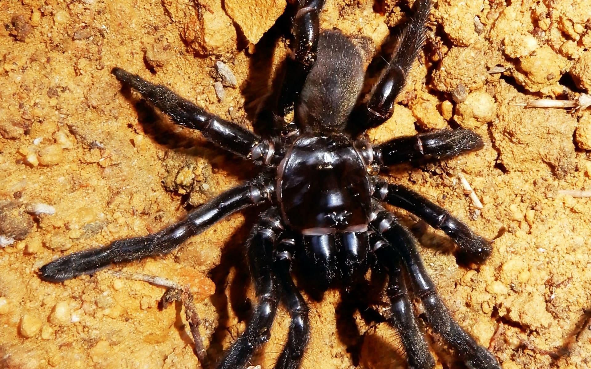 The trapdoor tarantula matriarch. Curtin university photo.