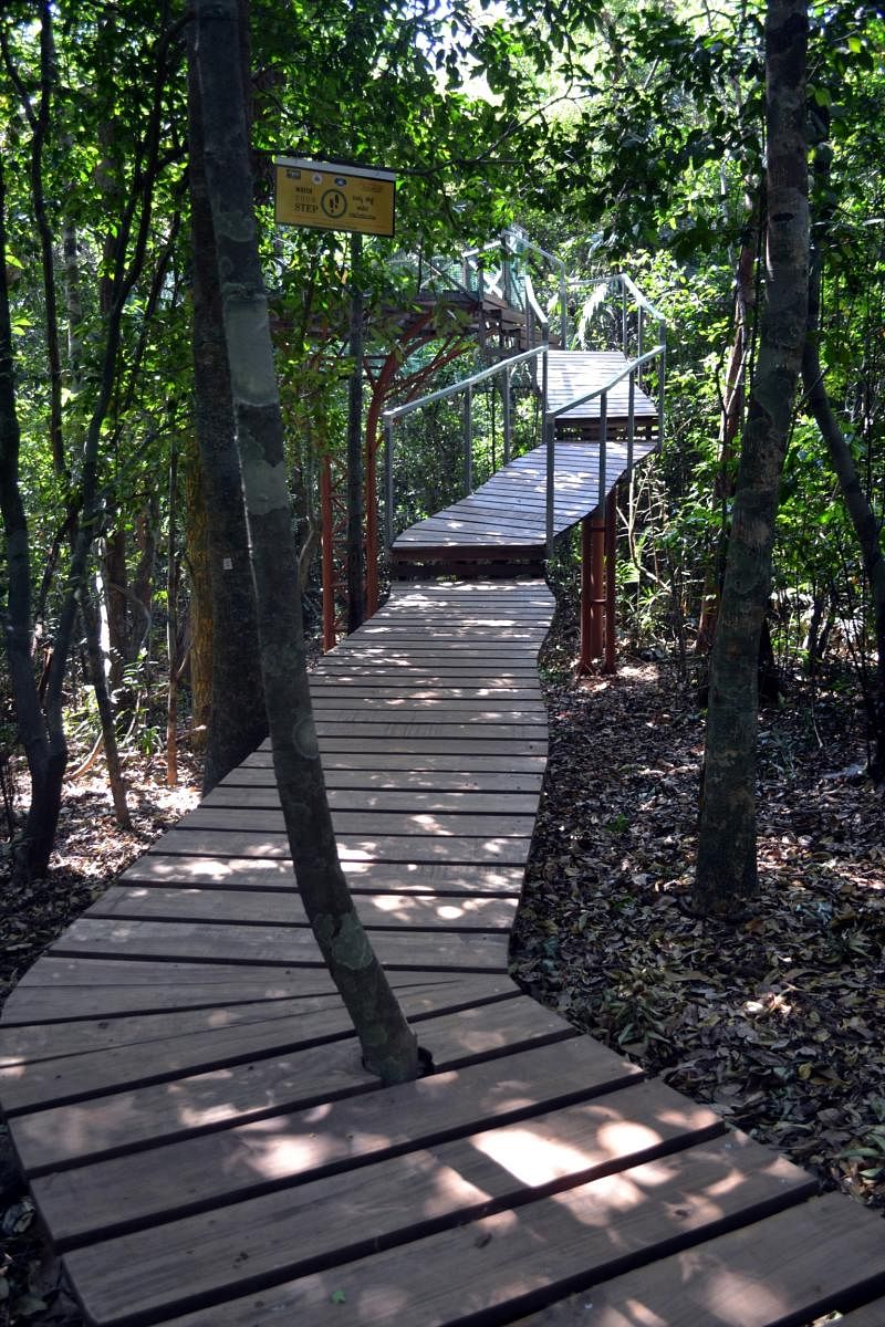 A view of the canopy walkway at Kuveshi in Joida taluk. Photo by author