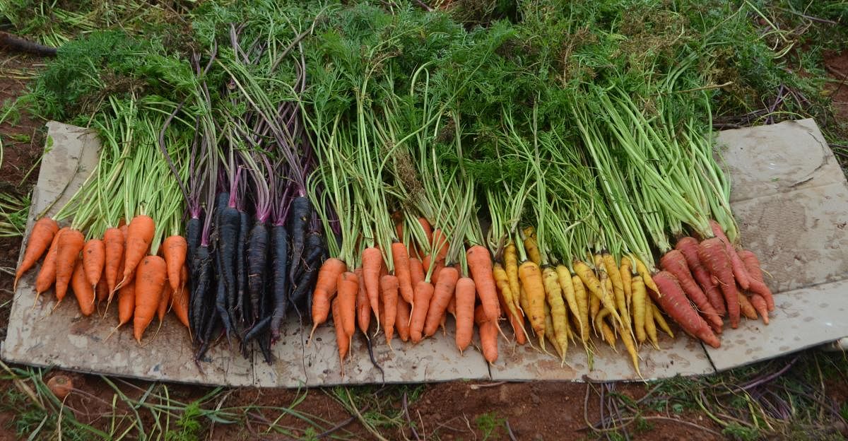 Four different types of carrots grown by a farmer couple in Anekal taluk. Photos by G Krishnaprasad
