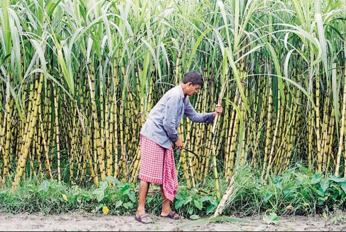 The decision of the Cabinet Committee on Economic Affairs is expected to help sugar mills clear up the arrears they owe the cane growers.