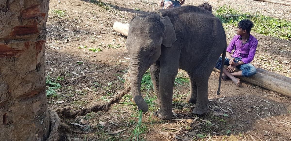 An Elephant calf at Dubare elephant camp.