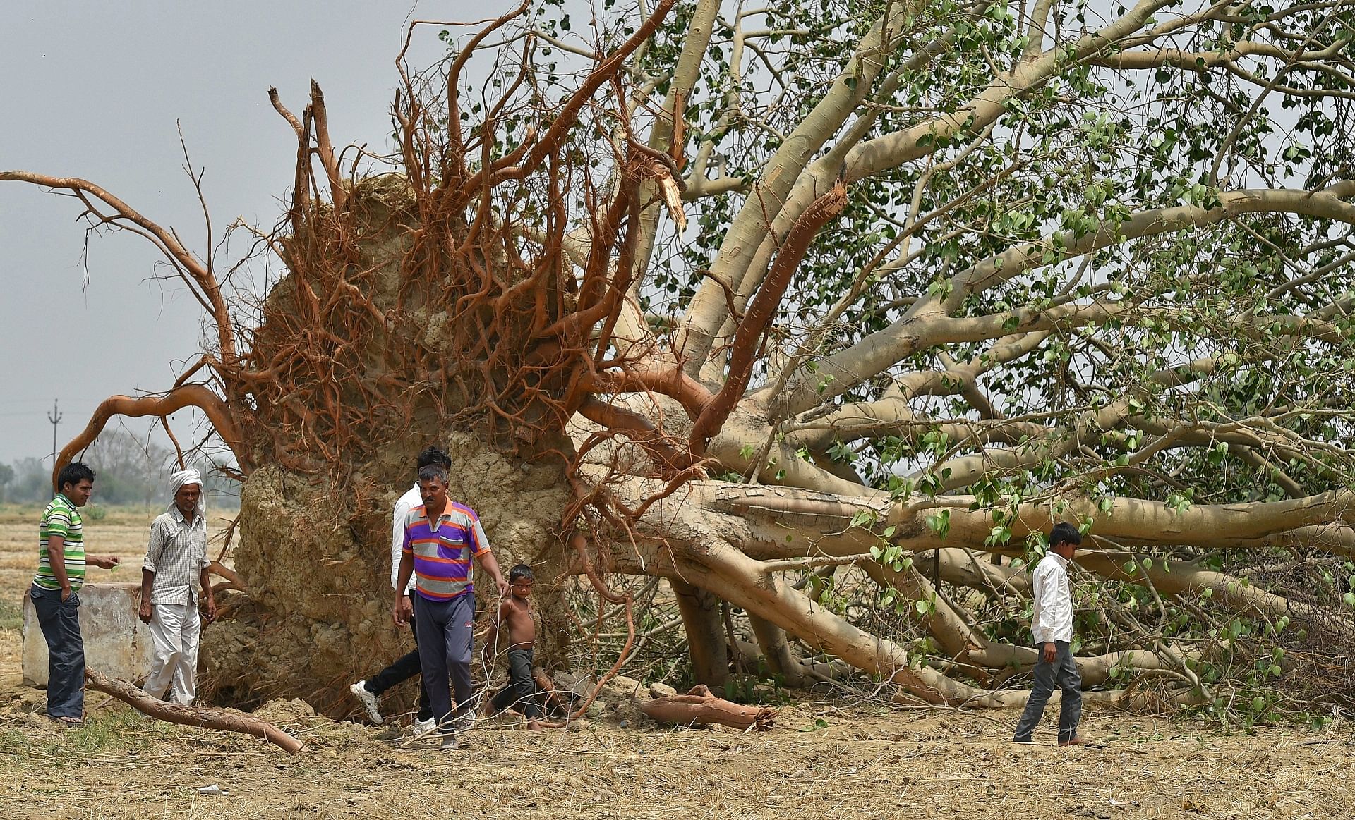 Villagers near a peepal tree uprooted in Wednesday’s massive storm, at Cheet village in Agra district on Friday. PTI
