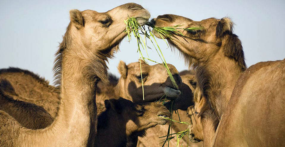 Camels are an important component of the fragile desert ecosystem.