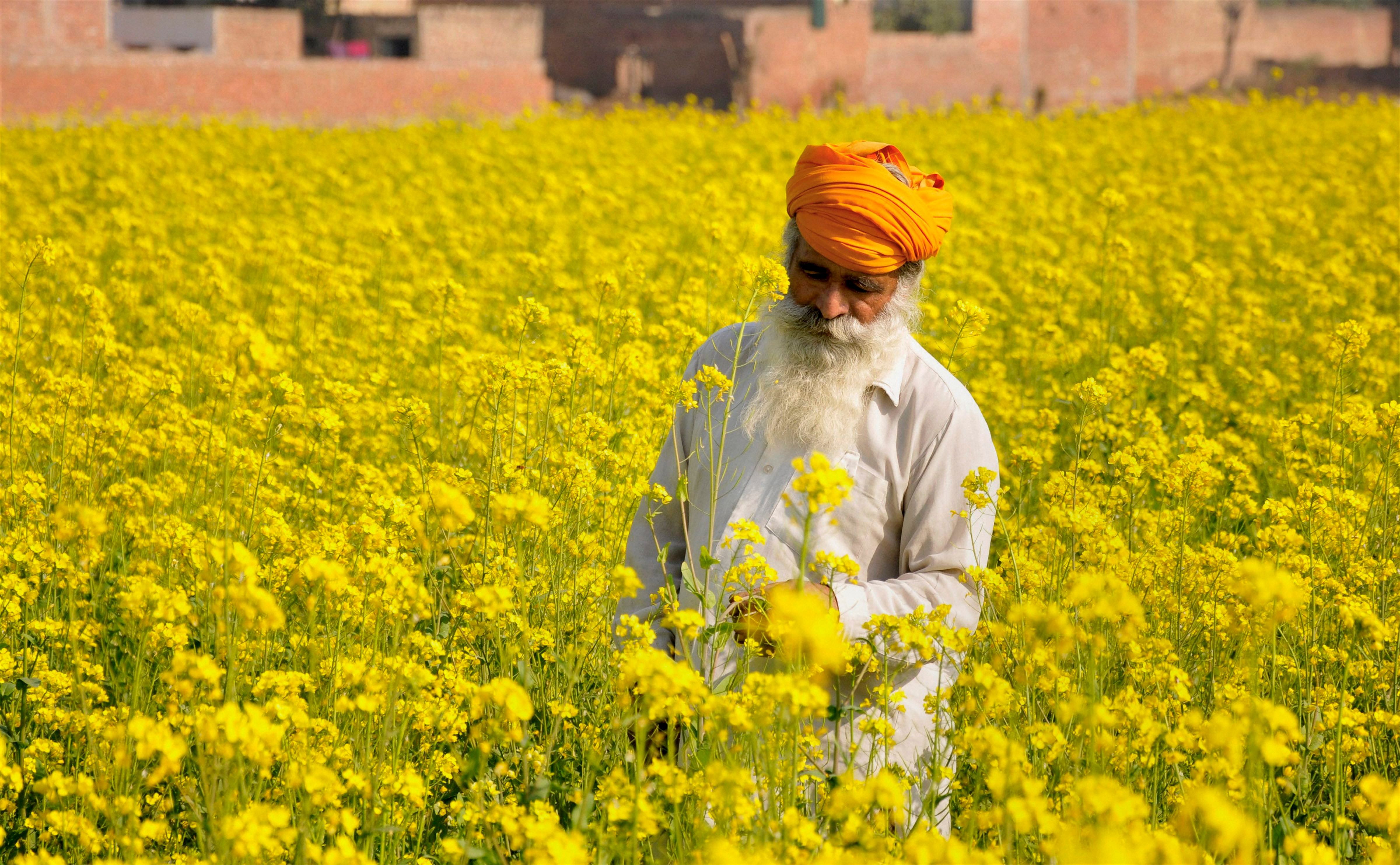 The Punjab government has identified another 3.26 lakh marginal farmers who will be provided debt relief this month. PTI file photo