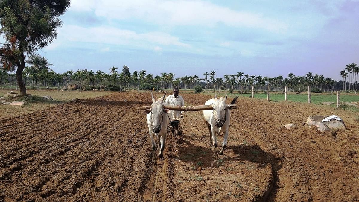 A farmer engage in levelling the land for sowing in Kadur.