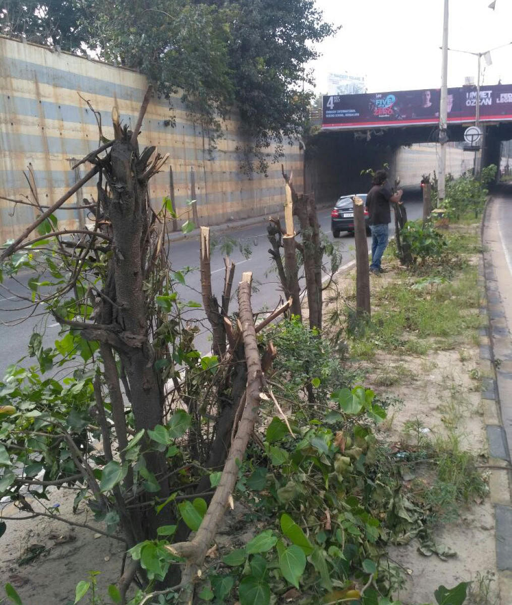 The mutilated trees near ORR in Marathahalli, Vijay Nishanth applying bandage and fungicide the trees.