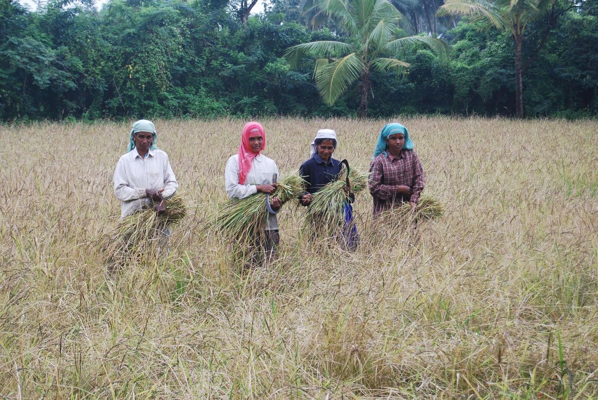 Farmers work on field in Chittur in Palakkad in Kerala.