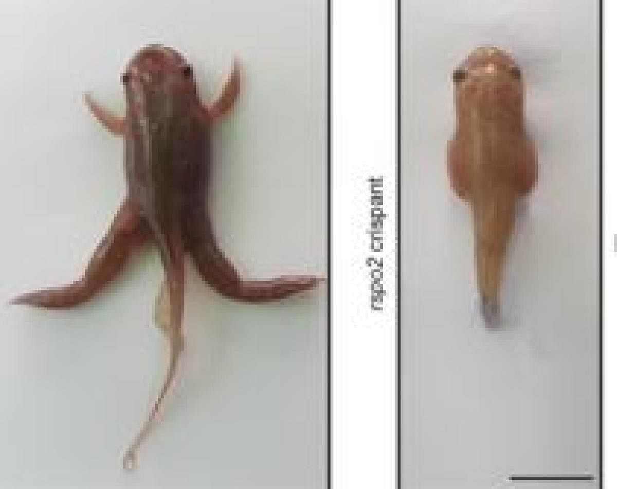 Human limb malformations were studied in animal models like tadpole and they also showed the absence of limb.