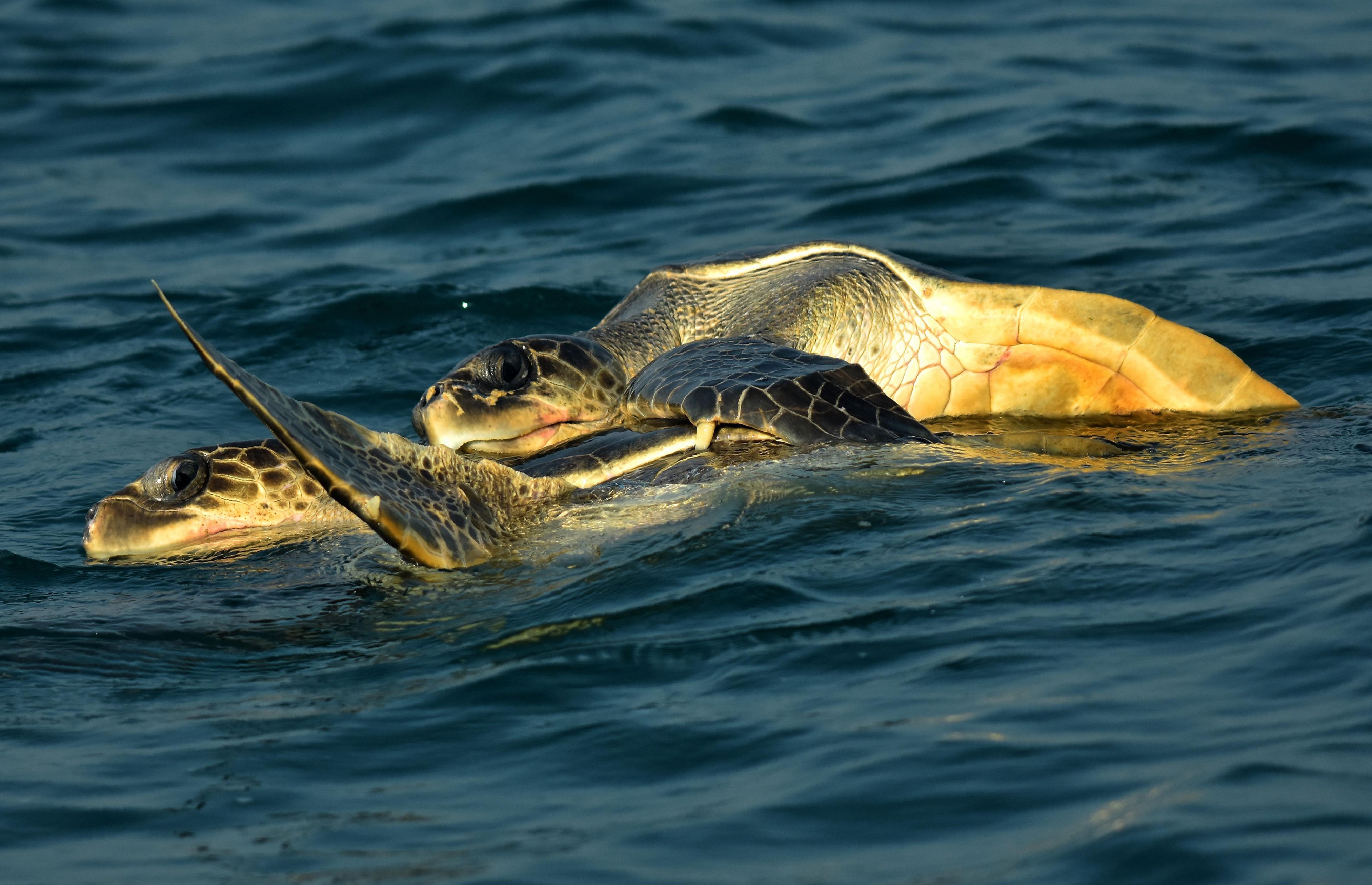 By enabling local communities to understand how small steps can help rebuild the population of turtles, conservation efforts are becoming more intense. PHOTO CREDIT: DR KARTIK SHANKER 