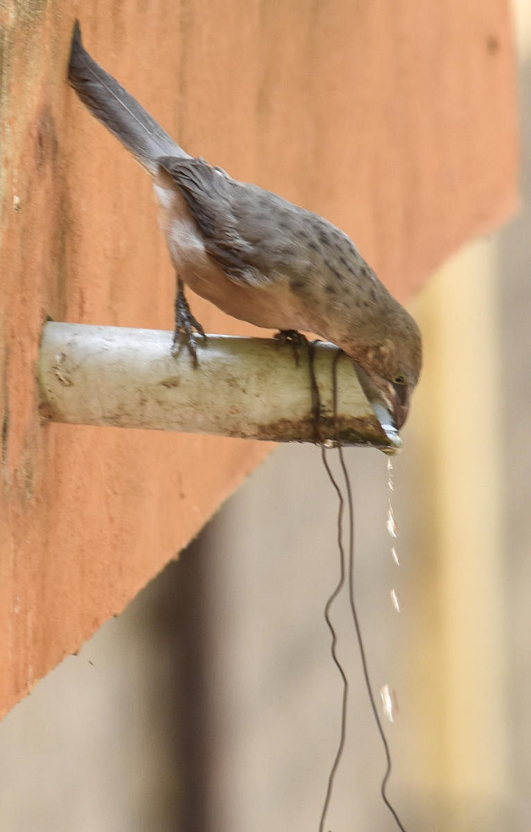 A warbler tries to drink from a pipe as temperatures soar and there are not many water sources available. DH Photo/Prashanth H G