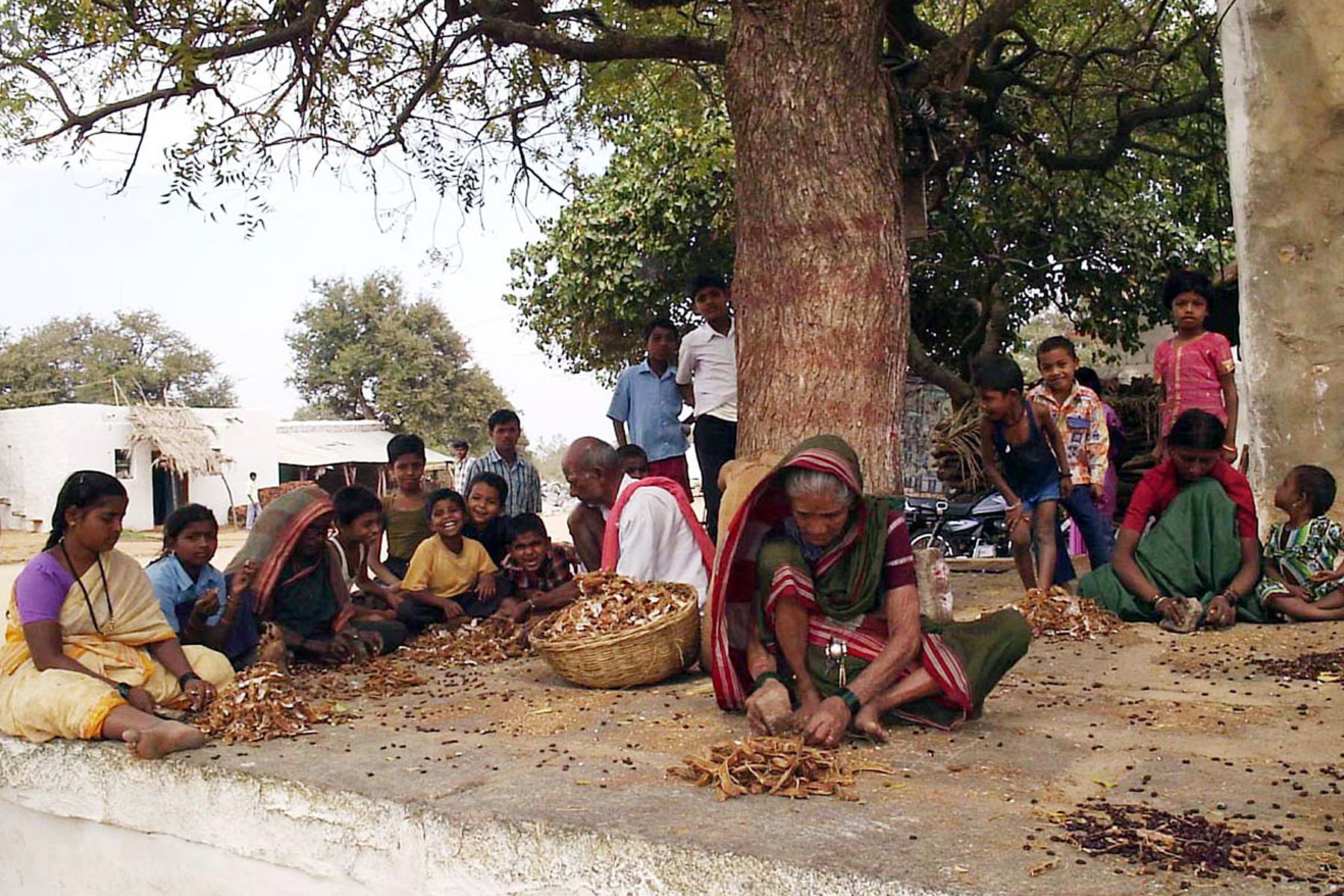 In summer, tamarind processing is a major activity in many villages of the State. photo s by Kishan Rao kulkarni