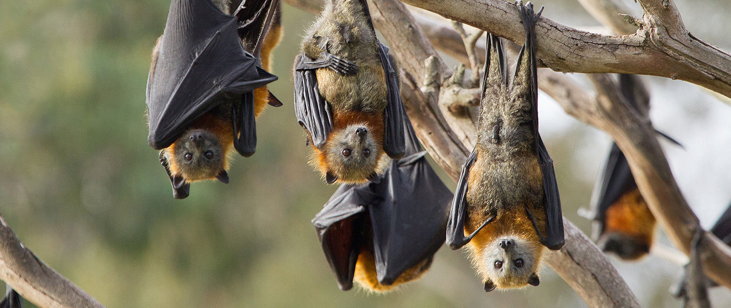 Bats are carriers of the Nipah virus and can spread the infection through the fruits they bite into.