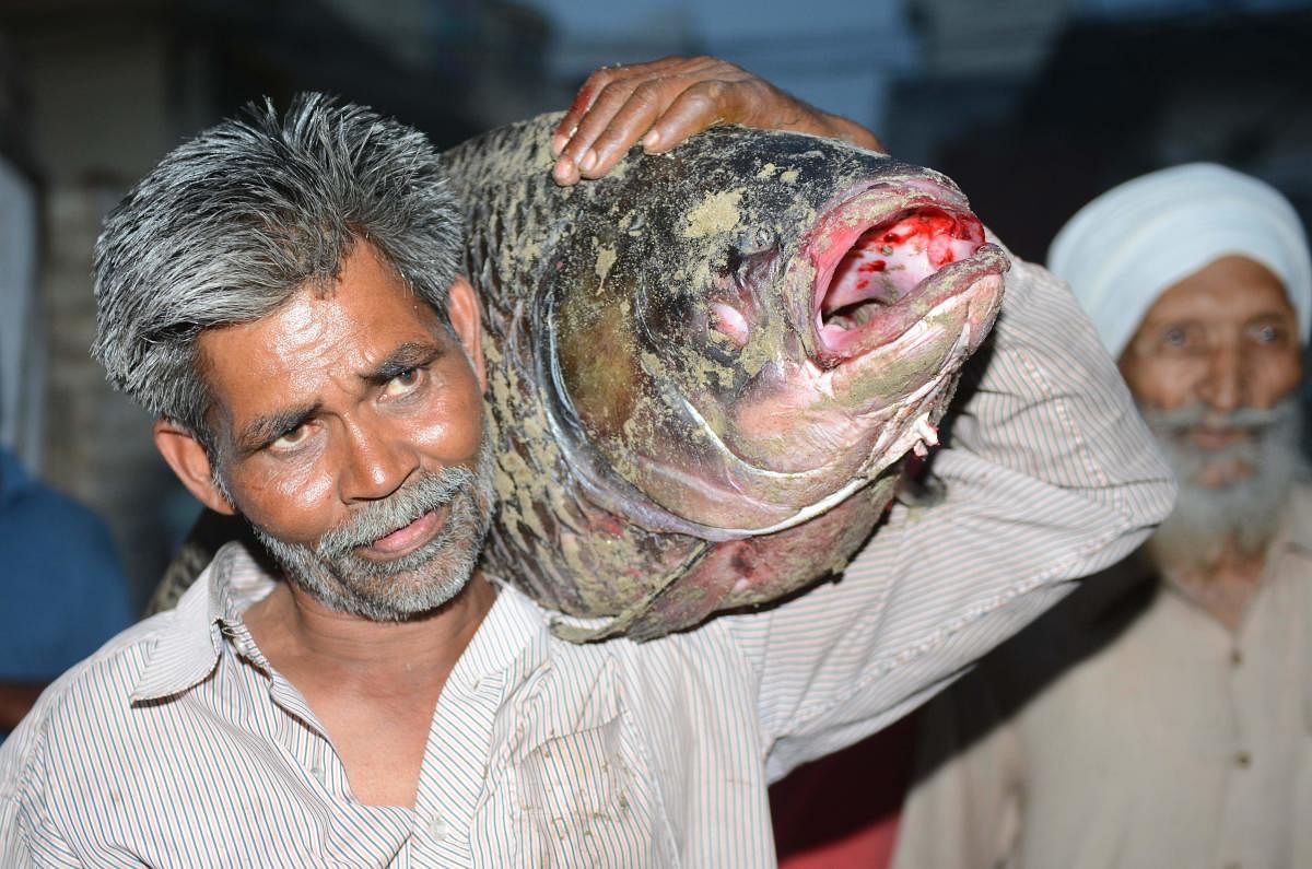In this photograph taken on May 17, 2018, a resident carries a dead fish taken out from the Beas river, in Beas village, some 45kms from Amritsar. Hundreds of fish were found dead in the Beas river in Amritsar district, officials said on on May 17. / AFP