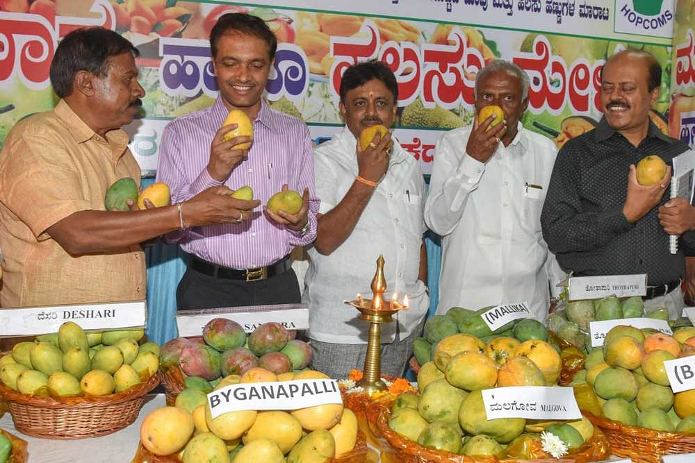 Y S Patil, Director Horticulture Department looking mango’s after inaugurating Mango and Jack fruit mela, by HOPCOMS at Hudson Circle in Bengaluru on Tuesday. A S Chandregowda, President HOPCOMS and board of members are seen. DH Photo by S K Dinesh