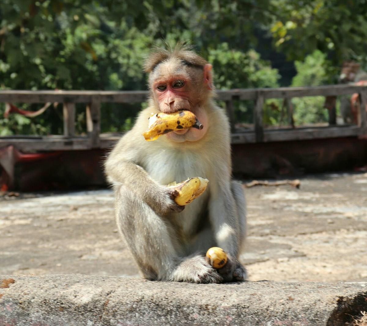The bench noted that even the Delhi government and a committee set up on court orders to develop an action plan to control the simian population have not taken any steps. DH file photo
