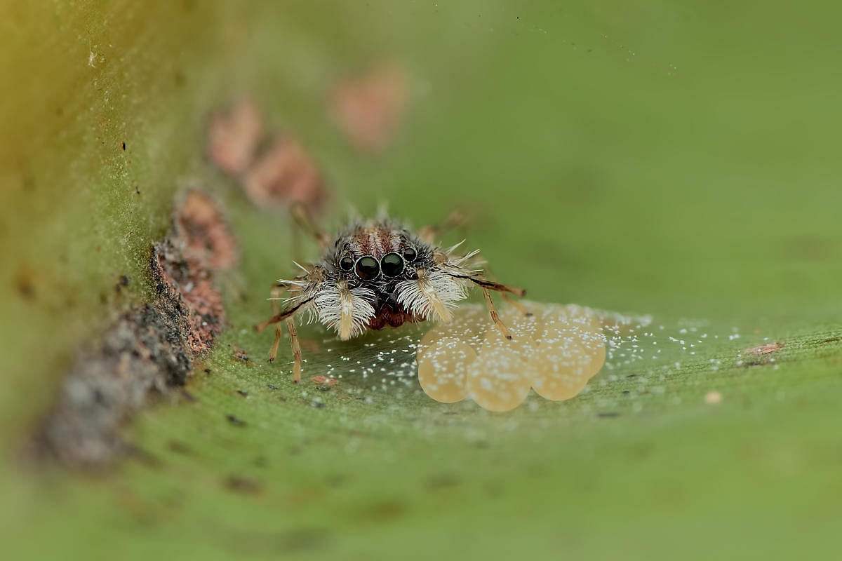 These tiny jumping spiders which were previously known from parts of South and South East Asia, are egg thieves, often stealing and feeding on the eggs of other jumping spiders, including their own kind.