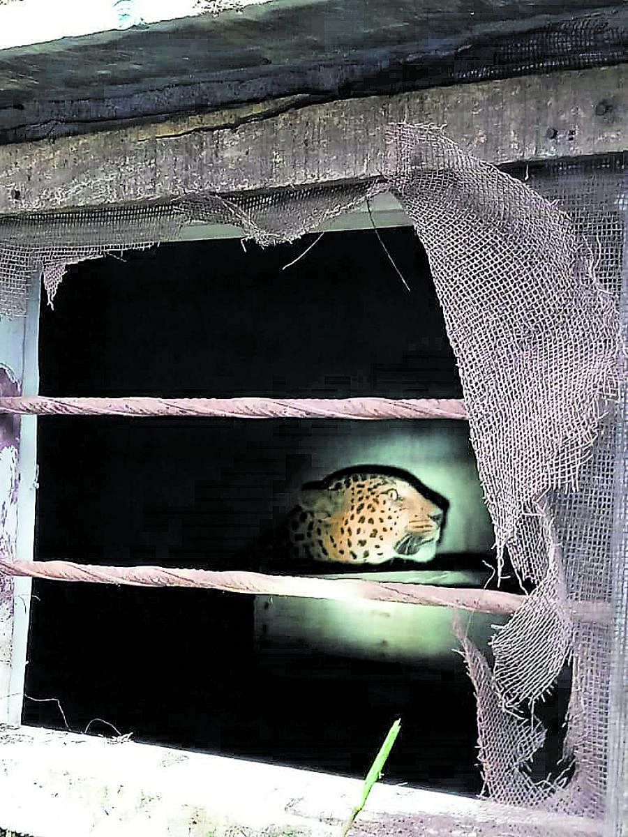 The wild cat seen trapped in the storeroom of a raw silk godown in Bellikothanur in the outskirts of Kanakapura town.