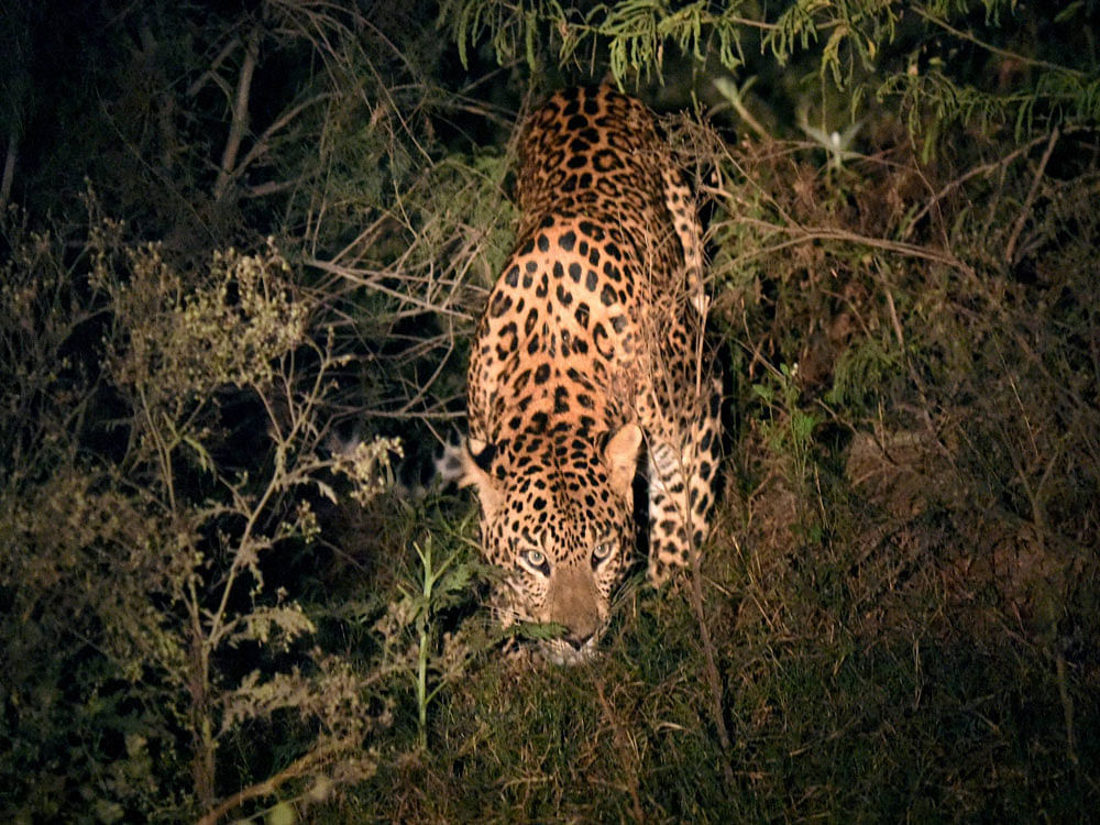 A leopard attacked and injured a man in Ramanagaram district on Saturday. PTI file photo for representation only