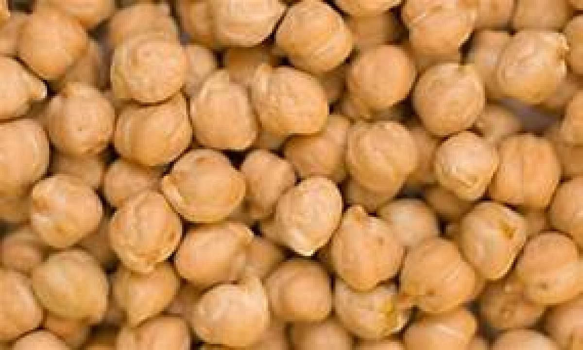 Chickpea and pigeonpea have 15-22 grams of protein per 100 grams and are a critical food and nutrition source. DH Photo.