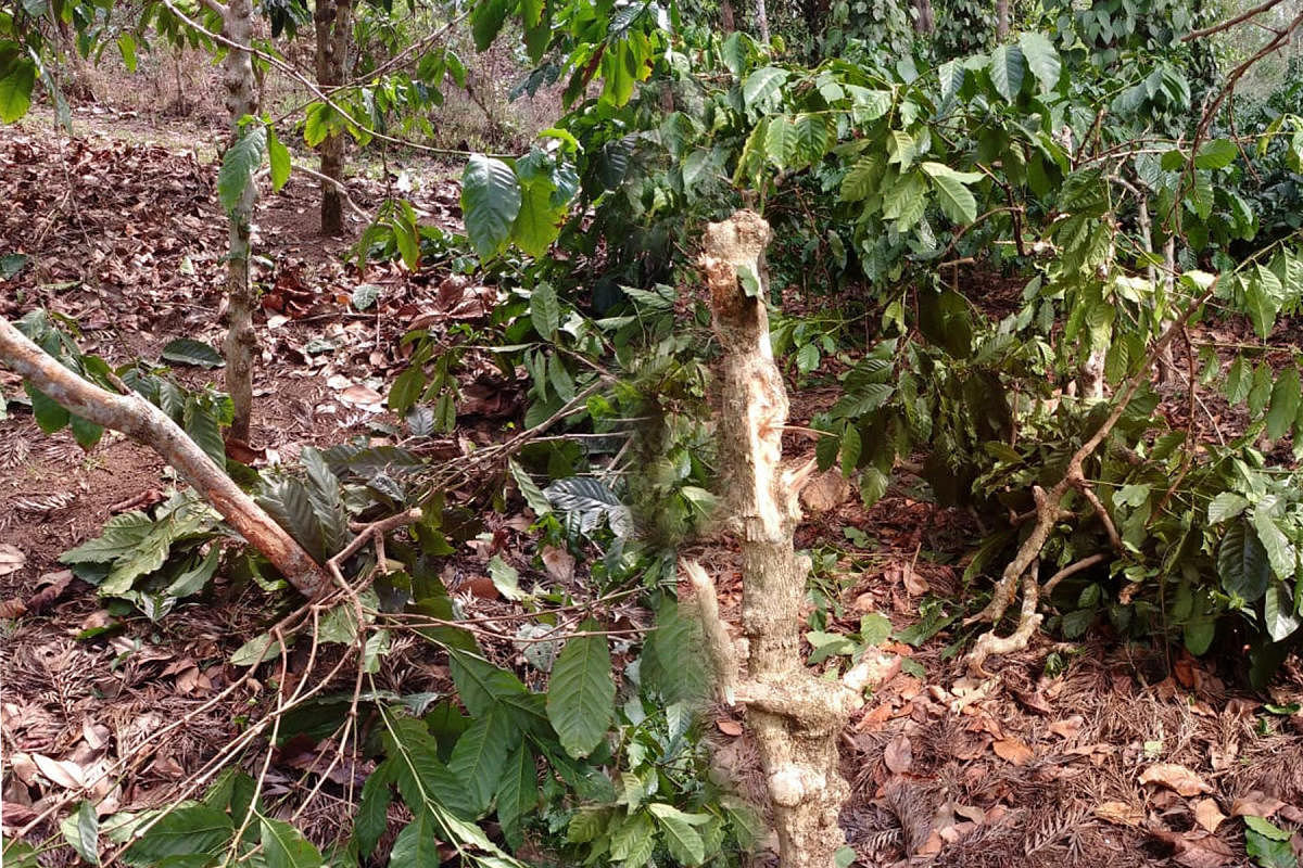 Wild elephants have destroyed coffee plants in a plantation near Suntikoppa, Kodagu district, on Wednesday night.