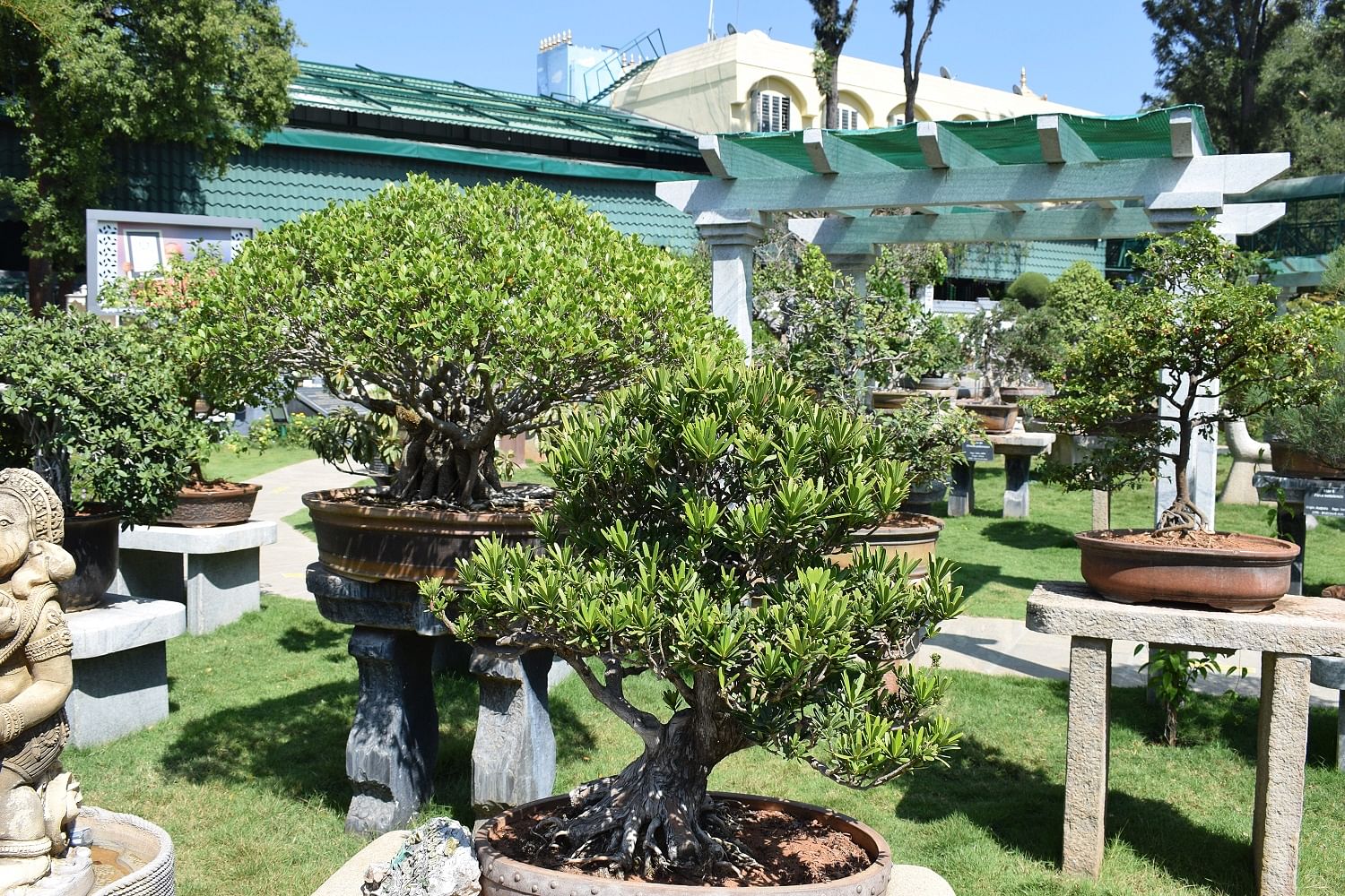 Some of the bonsais on display at the Kishkindha Moolika Bonsai Garden in Mysuru. PHOTO BY AUTHOR