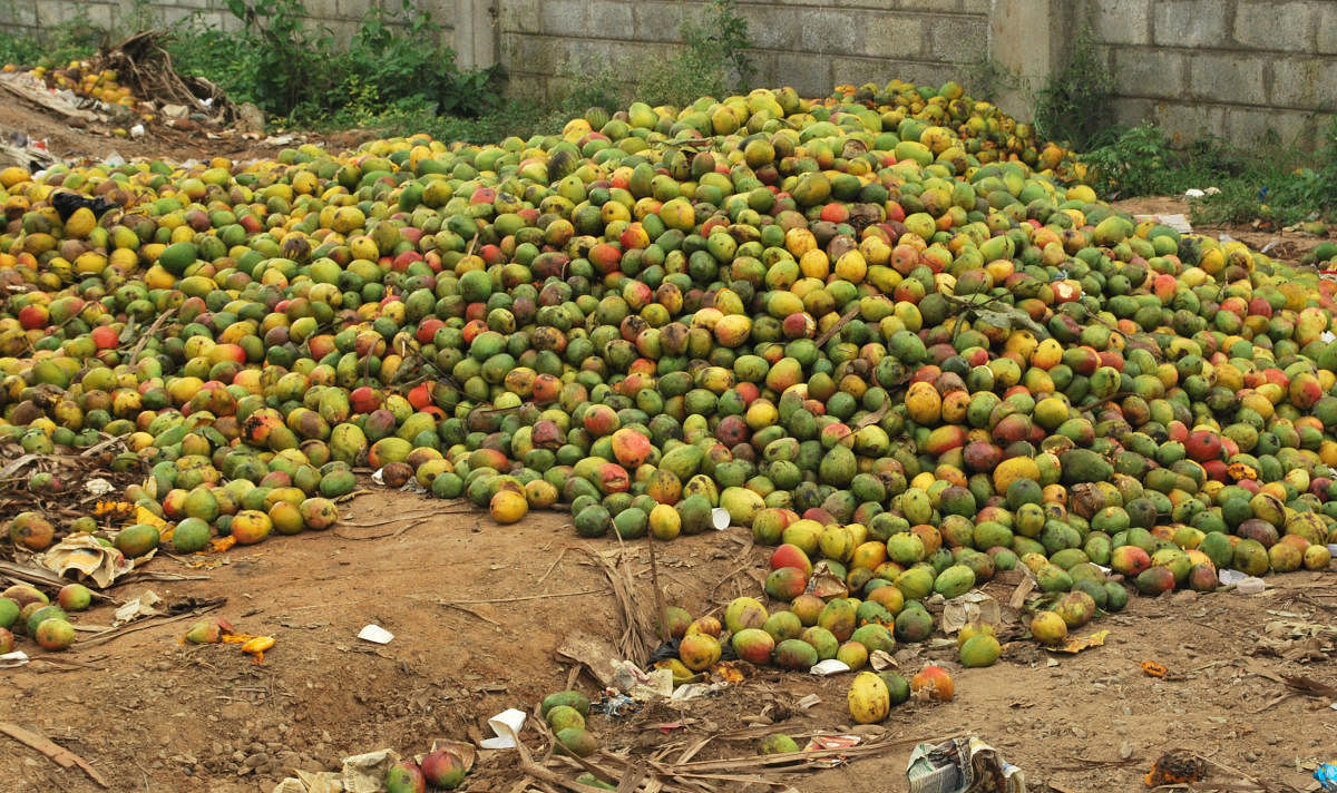 With no takers, mangoes rot in a corner at the APMC yard in Ramanagar. dh photo
