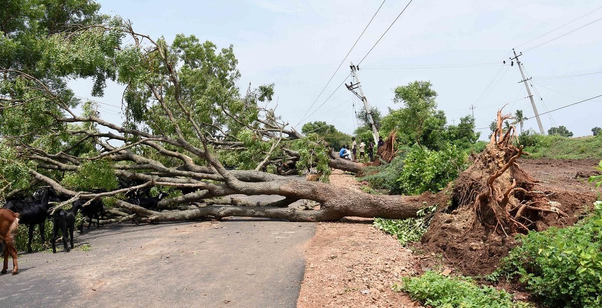 A huge tree was uprooted on the Dharwad-Yadwad road at Uppinbetageri in Dharwad taluk following heavy rain on Friday night. DH Photo