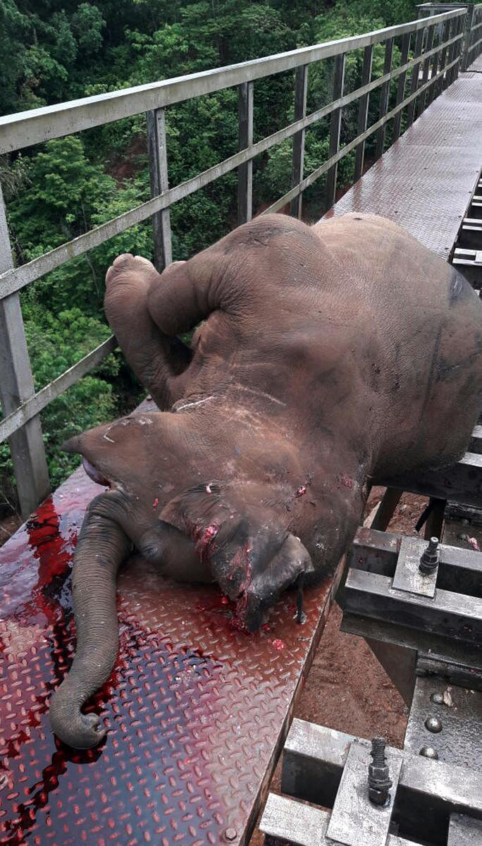 The wild elephant which was run over by a goods train on Sakleshpur-Subramanya road.