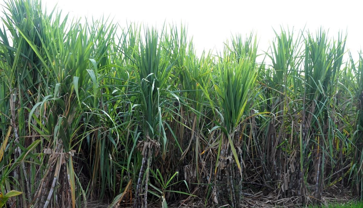 The sugar industry in Uttar Pradesh is facing problems due to record production of sugarcane that has led to a massive dip in the price of the sweetener. (pic for representation only)