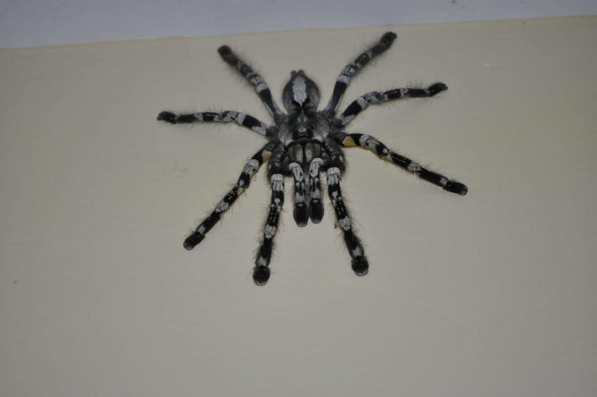 The Indian Ornamental Tarantula rescued from the Visvesvaraya Industrial and Technological Museum  on Wednesday. 