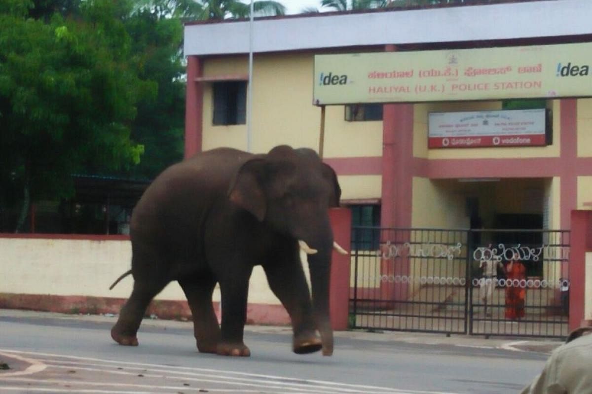 A wild jumbo strayed into Haliyal town in Uttara Kannada district in the wee hours of Friday.