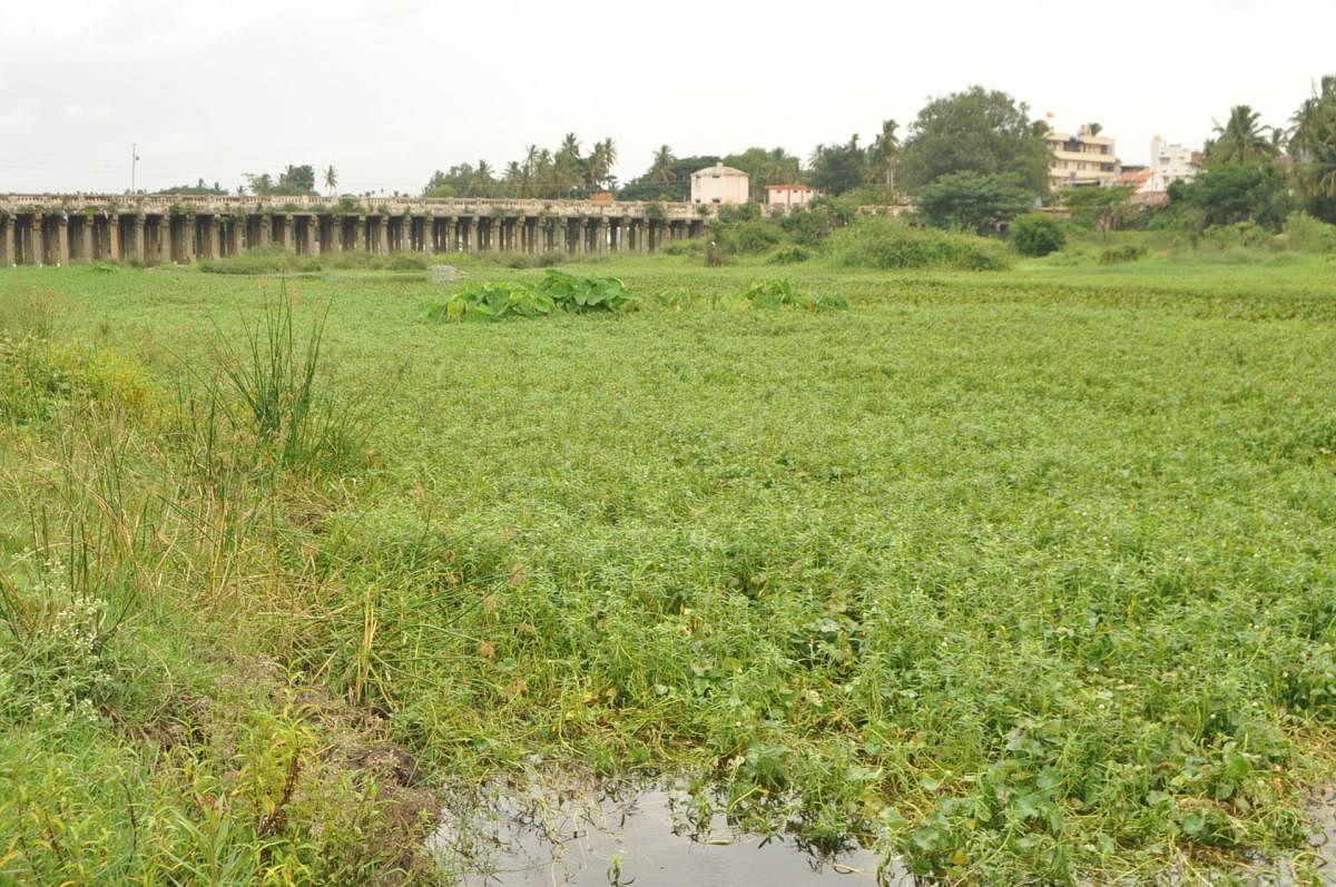 Water hyacinth in Cauvery River near Wesley Bridge in Srirangapatna of Mandya district. (Right) Sewage water drained into River Cauvery in Srirangapatna.