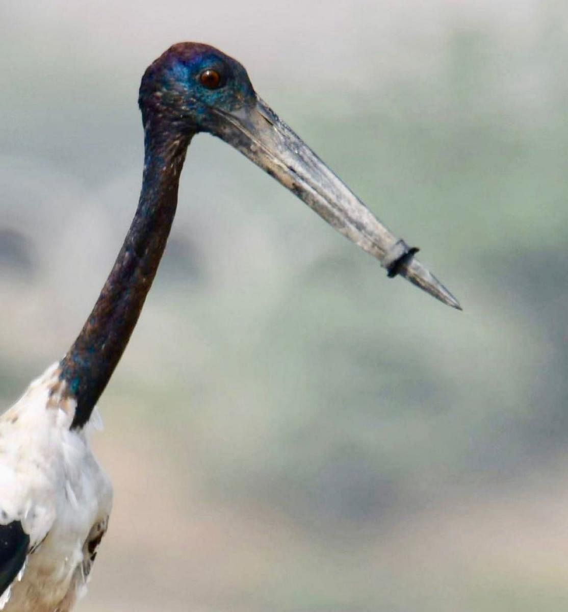 The black-necked stork stares at death if the plastic ring around its beak is not removed soon manually by rescuers.
