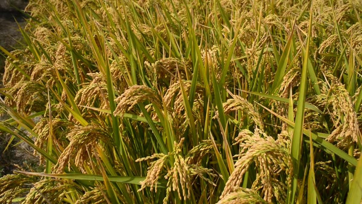 Farmers in Dakshina Kannada and the Malnad region have been demanding a better package for paddy.