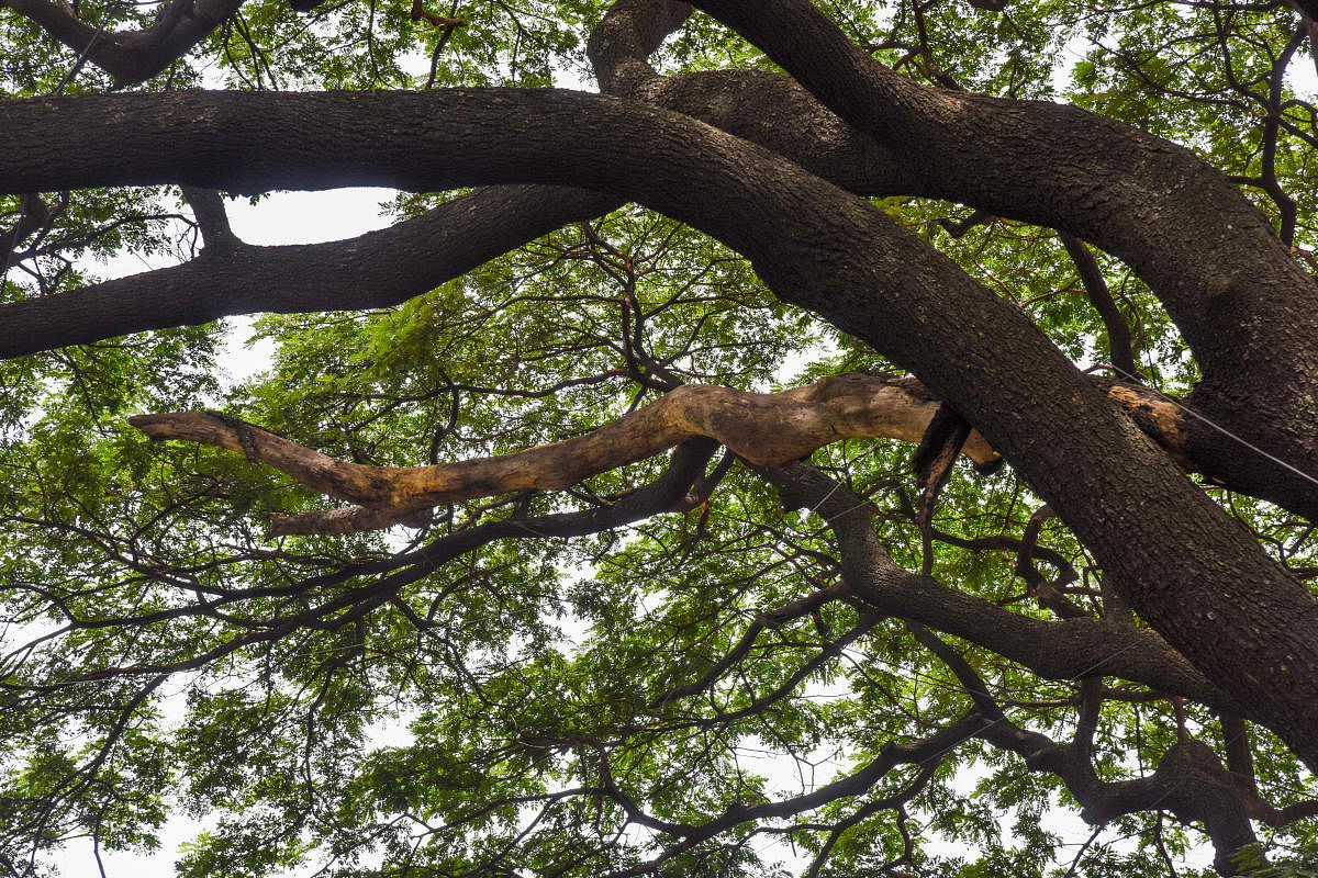 Branches are seen drying up near the Halasuru Gate policestation. DH PHOTO/S K DINESH