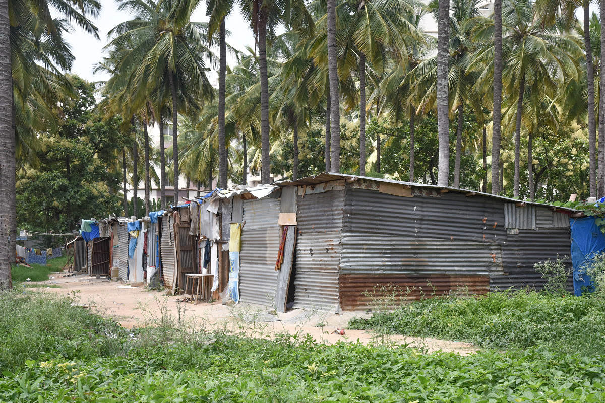 Temporary sheds are seen mushrooming again along the catchment area of the Bellandur Lake. DH PHOTO/S K DINESH