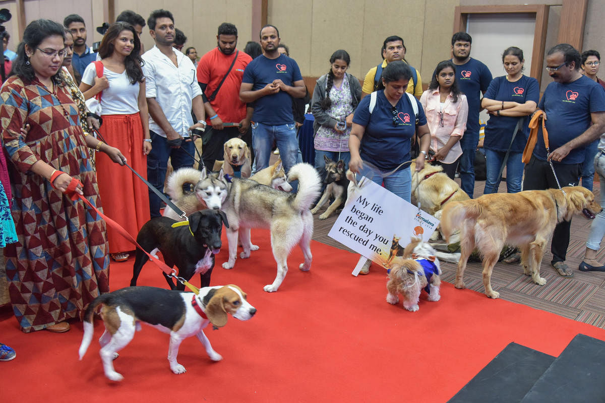 Dog lovers along with their pets at an event organised to create awareness about adopting pets, on Saturday. DH PHOTO/S K DINESH